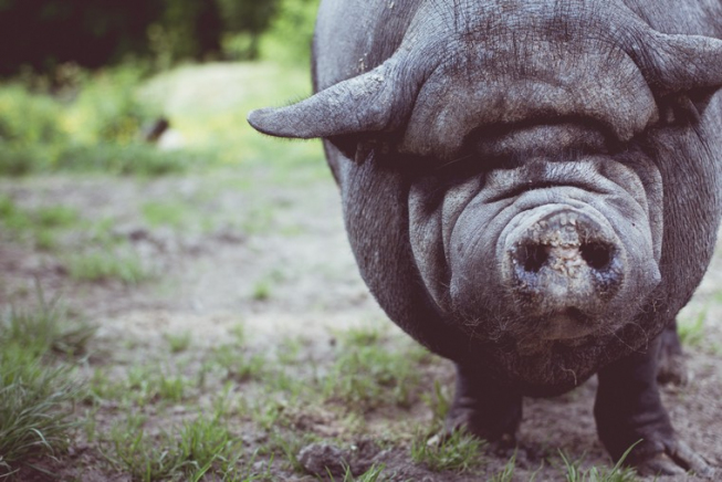 Rolowanie: LEANHOGS