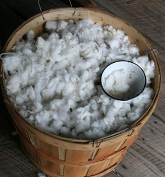 Rolowanie: COTTON.