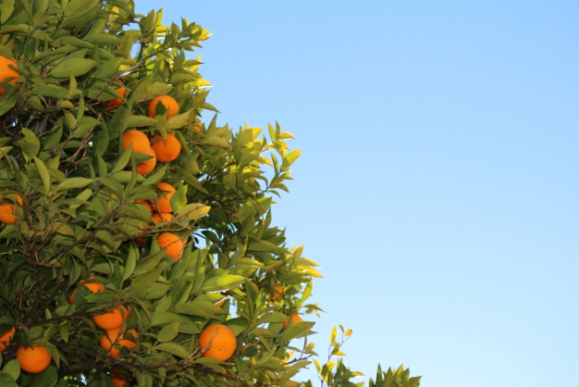 Rolowanie: ORANGE