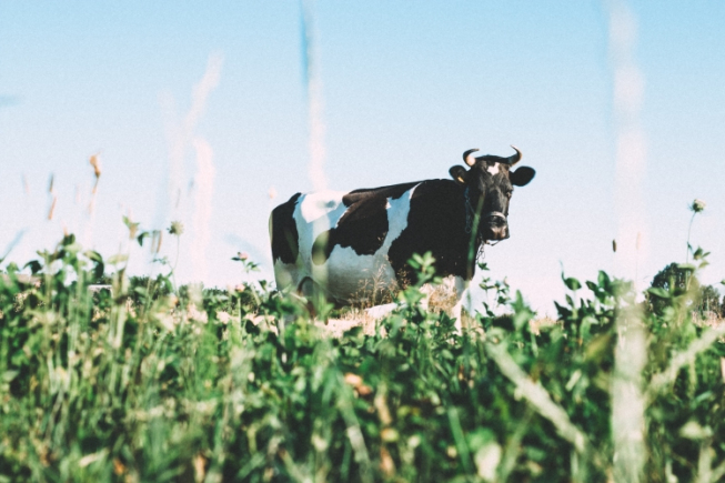 Rolowanie: CATTLE.